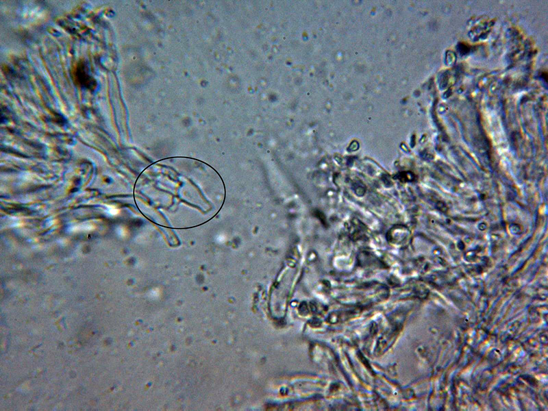 Aiuta con un corticale hydnoide